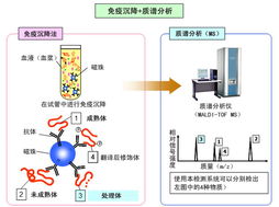 應(yīng)用島津質(zhì)譜技術(shù)開發(fā)生物標志物，推動生物技術(shù)新突破